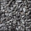 Black Oil Sunflower