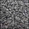 Black Striped Sunflower Seed