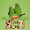 Volkman Parrotlet