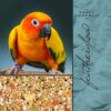 Volkman Small Hookbill